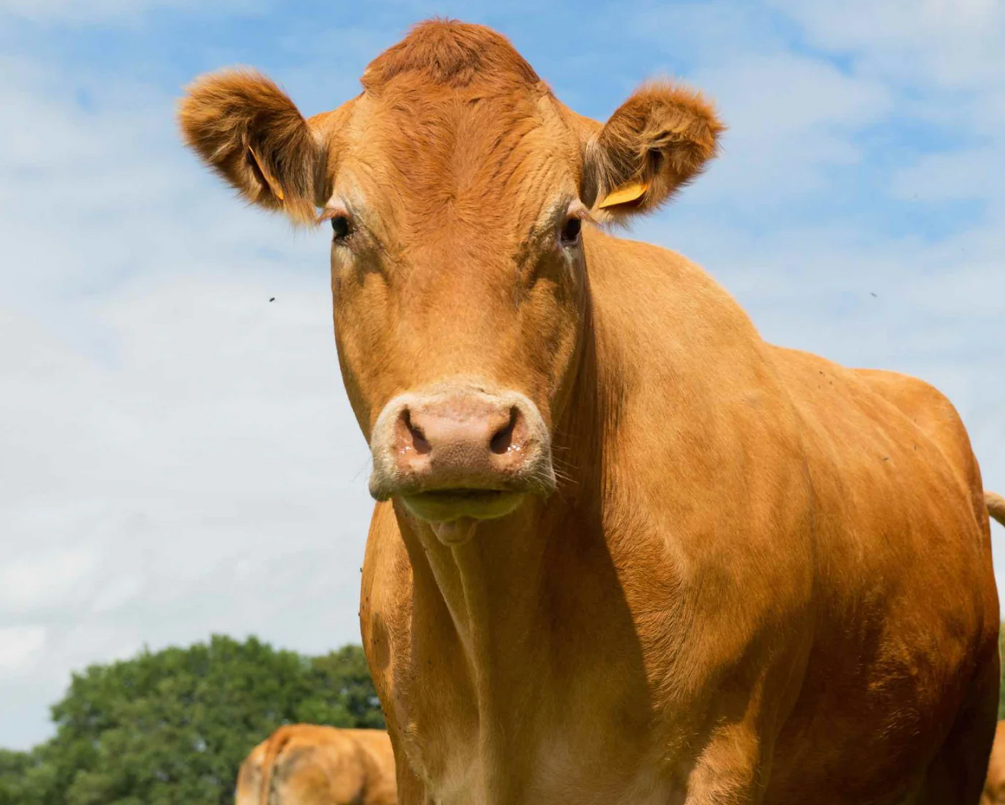 Cow